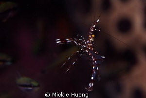 CLEANER SHRIMP
Seraya Bali by Mickle Huang 